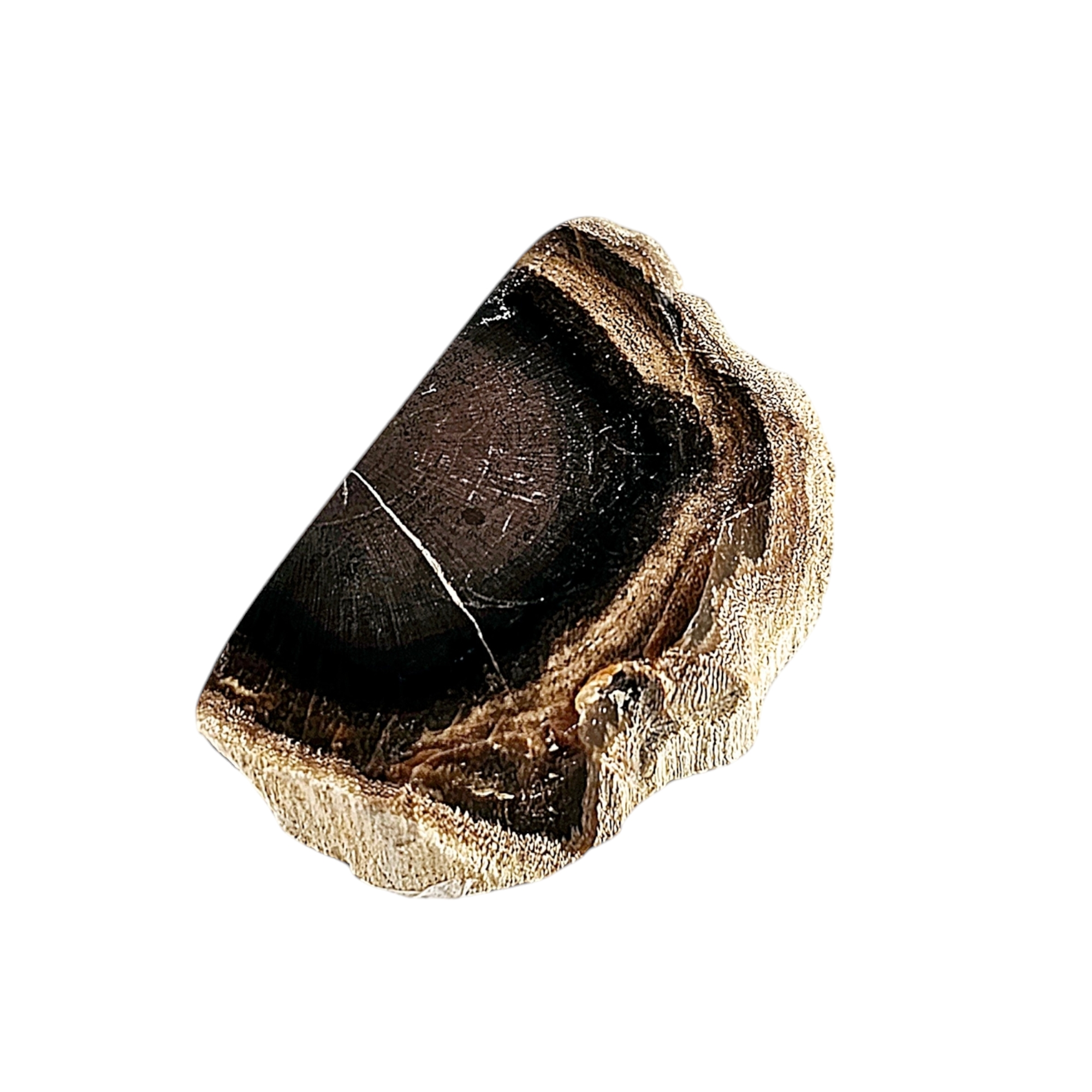 Versteinertes Holz